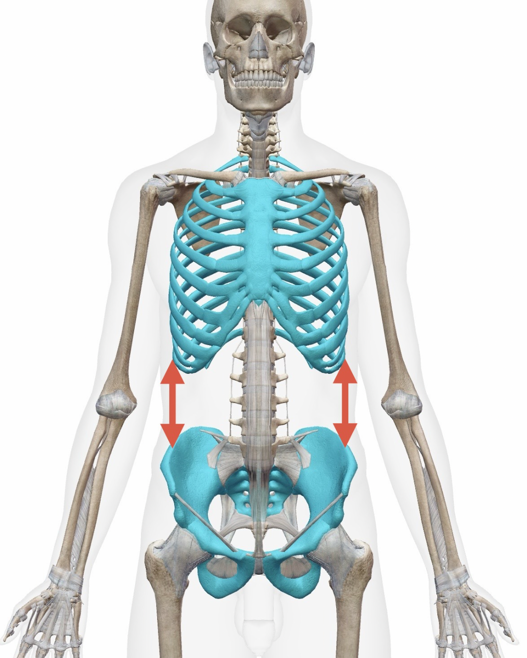 肋骨と骨盤の距離を測る位置
